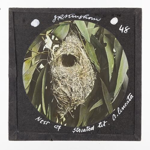 Lantern Slide - Nest of Striated Tit, 1920-1940