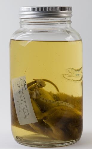 Golden Bandicoot specimen with labels in jar of ethanol.