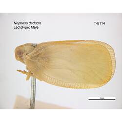Bug specimen, lateral view.