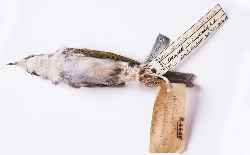Dry bird skin specimen with labels.