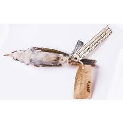 Dry bird skin specimen with labels.