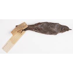 Dry bird skin specimen with labels.