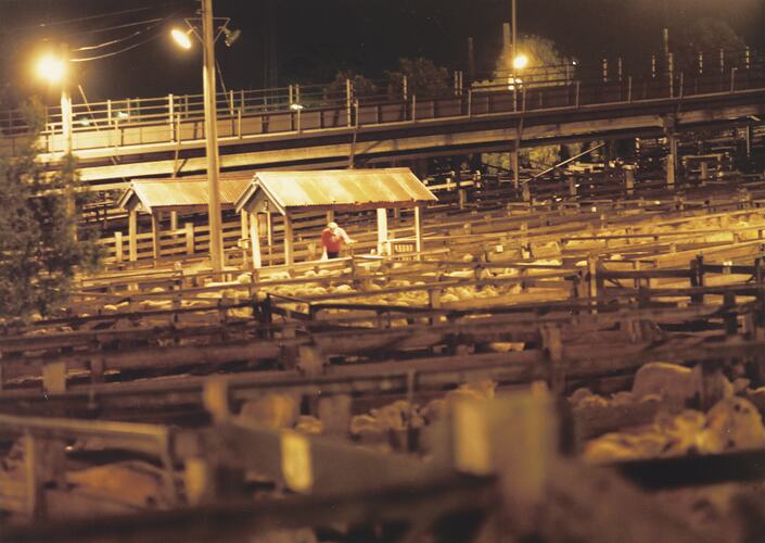 Early Morning with Sheep, Newmarket Saleyards, 1987