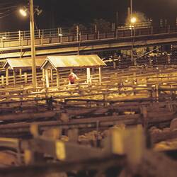 Digital Photograph - Early Morning with Sheep, Newmarket Saleyards, Newmarket, 1987