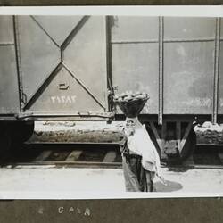 Photograph - Portrait of a Woman, Gaza, Palestine, World War II, 1939-1943