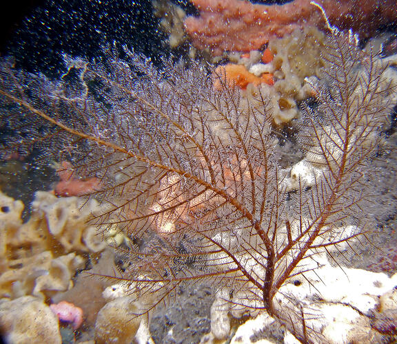 Brown branching hydroid colony on seabed.