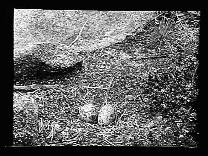 Negative - Glass