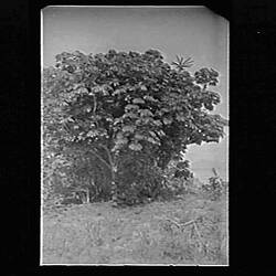 Glass Negative - Tree, by A.J. Campbell, Great Barrier Reef, Dunk Island, Queensland, circa 1900