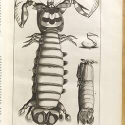 Large, full page, black & white illustration of two shrimp.
