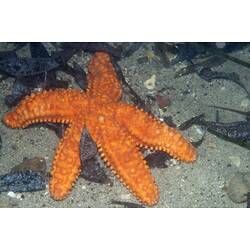 <em>Uniophora granifera</em>, Five-armed Seastar. Western Port, Victoria.