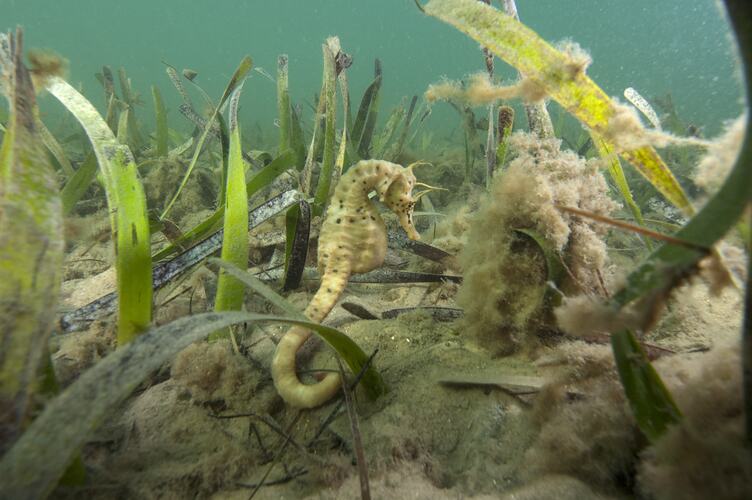 Bigbelly seahorse in seagrass bed.