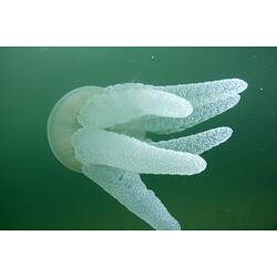 Large white jellyfish in water on its side viewed from behind.