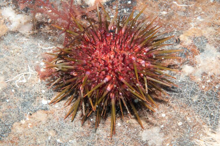 Class Echinoidea, sea urchin. Bunurong Marine National Park, Victoria.