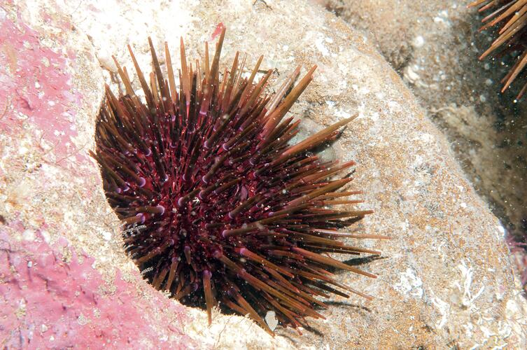 Class Echinoidea, sea urchin. Bunurong Marine National Park, Victoria.