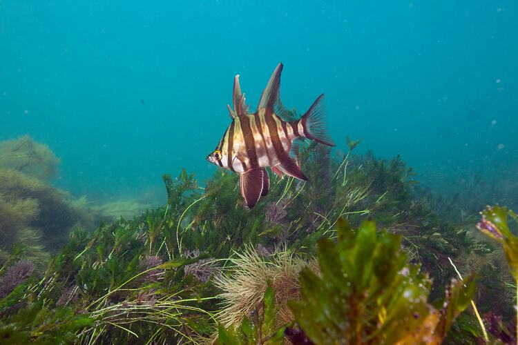 <em>Enoplosus armatus</em>, Old Wife. Bunurong Marine National Park, Victoria.