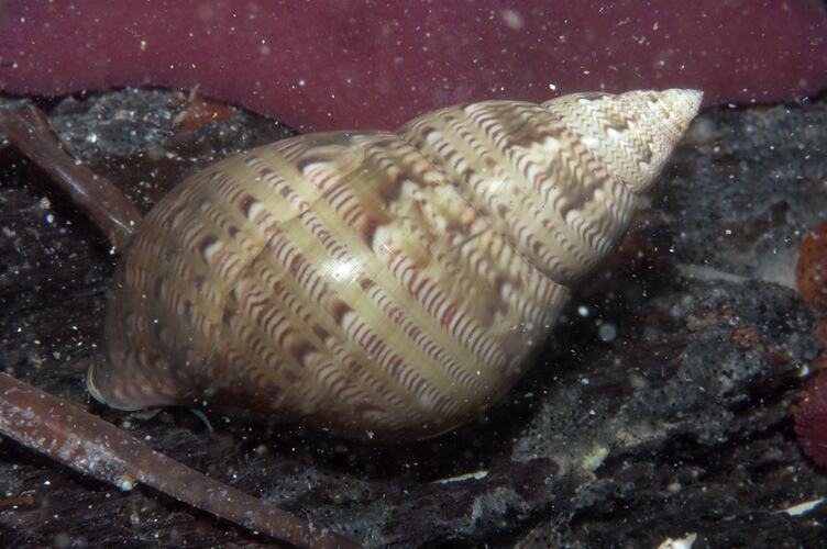 <em>Phasianella australis</em>, Pheasant Shell. Western Port, Victoria.