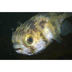 <em>Diodon nicthemerus</em>, Globefish. St Leonard's Jetty, Port Phillip, Victoria.