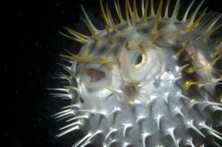 <em>Diodon nicthemerus</em>, Globefish. St Leonard's Jetty, Port Phillip, Victoria.