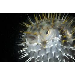 <em>Diodon nicthemerus</em>, Globefish. St Leonard's Jetty, Port Phillip, Victoria.