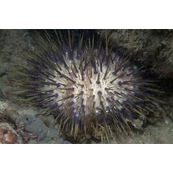 White urchin with black spines.