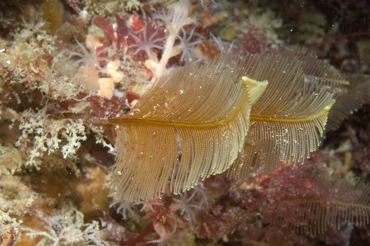 Feathery yellow underwater animal.