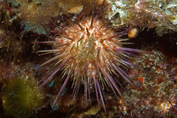 Pale urchin with purple spines.