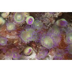 <em>Corynactis australis</em>, Jewel Anemone. Wilsons Promontory National Park, Victoria.