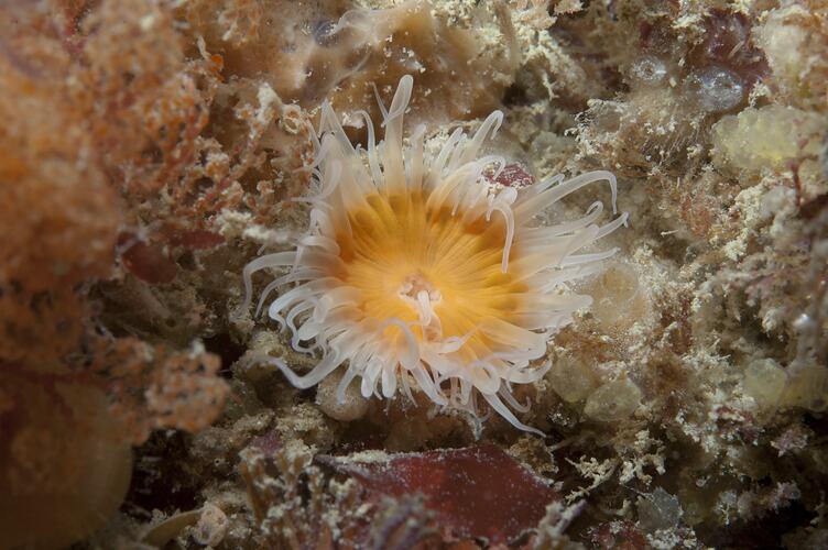 Class Anthozoa, anemone. Wilsons Promontory National Park, Victoria.