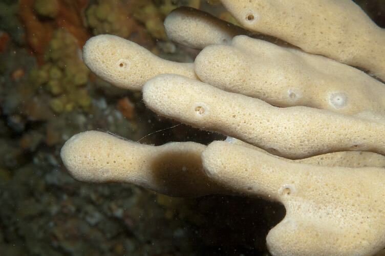 Phylum Porifera, sponge. Wilsons Promontory National Park, Victoria.