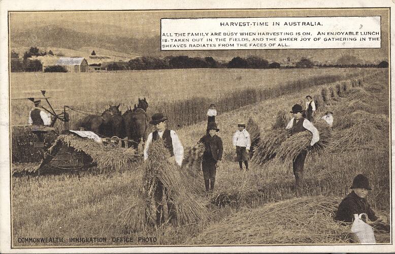 Postcard - 'Harvest Time in Australia', Commonwealth Immigration Office, 1924