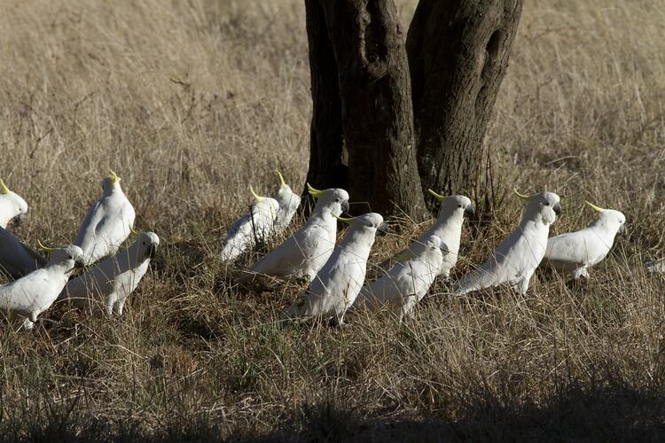 A group of Sulphur-crested Cockatoos, feeding on the ground in dry grass.