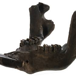 Extinct mammal jaw.