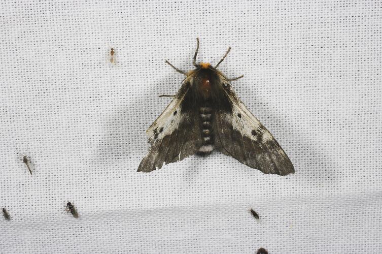 Order Lepidoptera, moth. Grampians National Park, Victoria.
