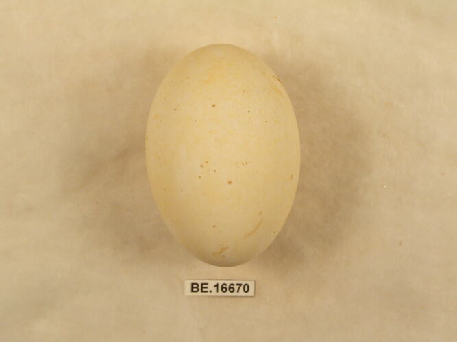 Bird egg with specimen label.