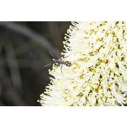 <em>Camponotus</em> sp., carpenter ant. Black Range State Forest, Victoria.