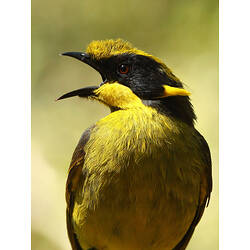 A bird, the Helmeted Honeyeater, with mouth open.