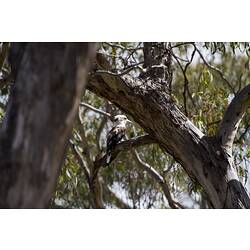 <em>Dacelo novaeguineae</em>, Laughing Kookaburra. Grampians National Park, Victoria.