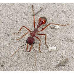 A Bull Ant on sand.