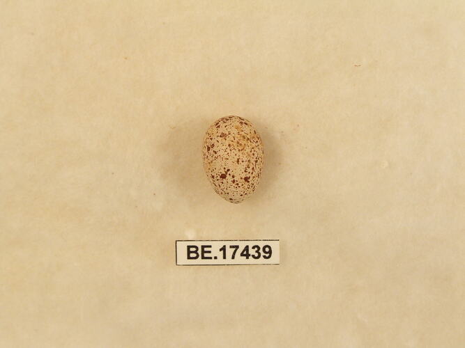 Bird egg with specimen label.
