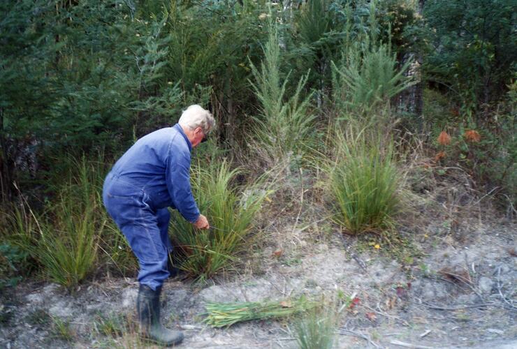 Giovanni D'Aprano Cutting 'Strame' (Reeds) on His Property, Nudgee, Victoria, 1989