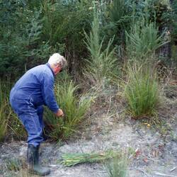 Digital Photograph - Giovanni D'Aprano Cutting 'Strame' (Reeds) on His Property, Noogee, Victoria, 1989