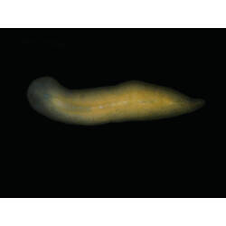 Family Prosthiostomidae, flatworm. Portsea Pier, Victoria. [F 202591]