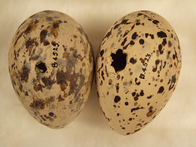 Two mottled bird eggs.