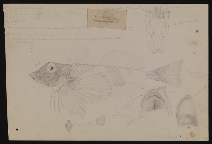 Pencil drawing of a fish.