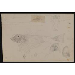 Pencil illustration - Lepidotrigla vanessa, The Spiny-sided Butterely-Gurnard, Arthur Bartholomew