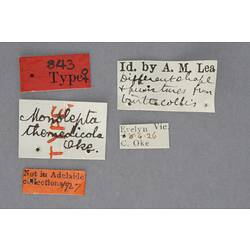 Entomology type specimen labels.