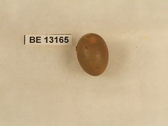 Bird egg with specimen label.