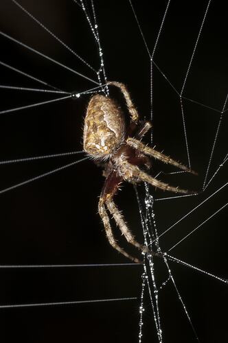 Orb-weaving spider on web.