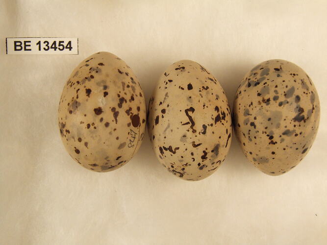 Three bird eggs with specimen label.