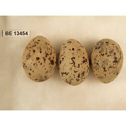 <em>Sternula albifrons sinensis</em> (Gmelin, 1789)